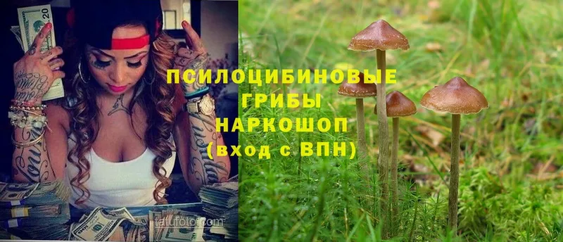 Псилоцибиновые грибы мицелий  blacksprut ONION  Байкальск  купить закладку 